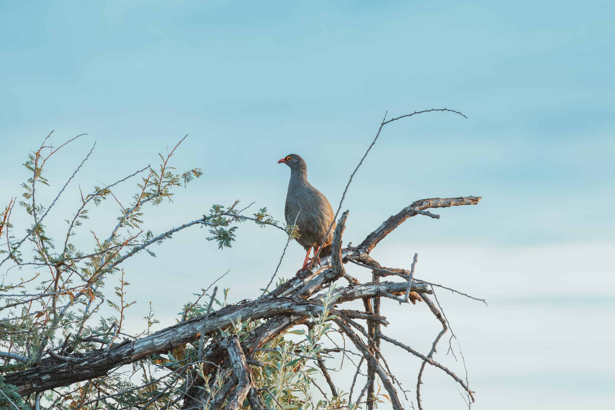 Vogel auf Baum in Namibia mit weitem Himmel im Hintergrund.
