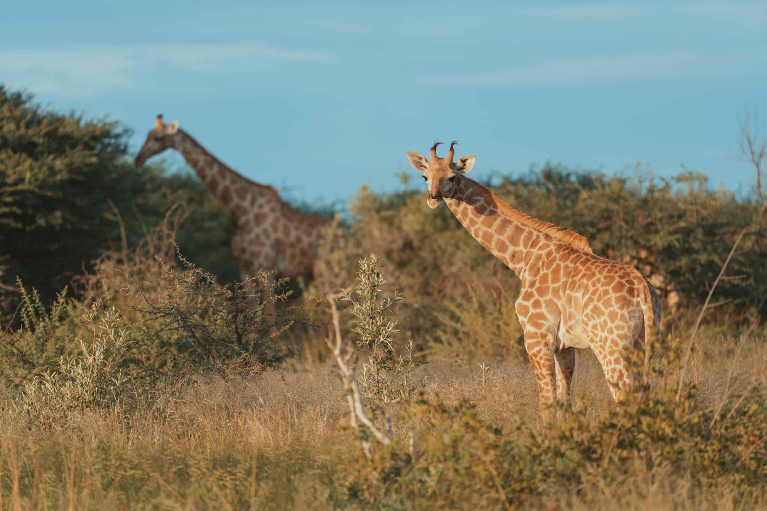 Giraffen in der namibischen Savanne bei Gmundner Lodge.