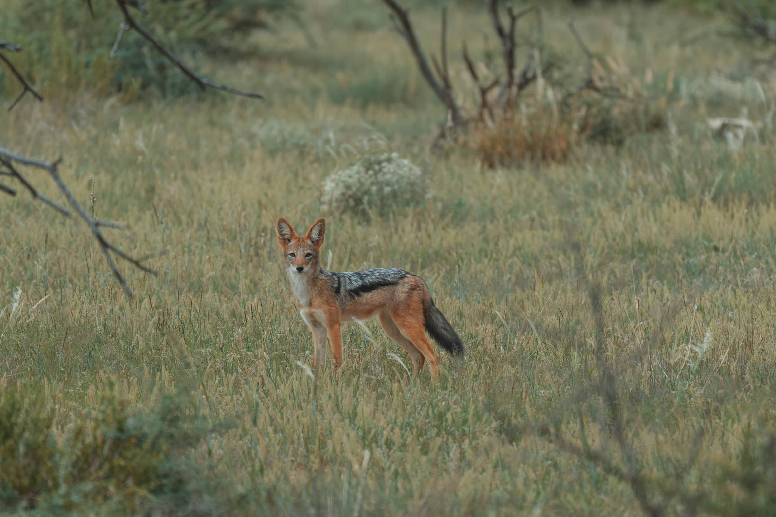 Wildhund in namibischer Savanne.